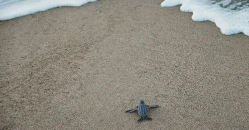 Awala-Yalimapo : immersion dans la culture Kali'na et les plages à tortues luth de l'Ouest guyanais
