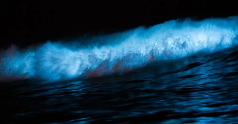 Bioluminescence en Martinique : où voir l'eau scintiller la nuit