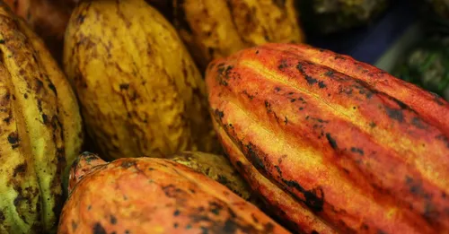 Cacao de Guyane : la filière oubliée et sa renaissance artisanale