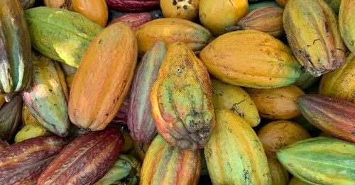 Cacao de Guadeloupe : sur la route du chocolat à Basse-Terre