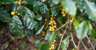 Café de Guadeloupe : la renaissance des producteurs de Vieux-Habitants