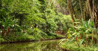 Camp Caïman et sentier des Trois Lacs : l'escapade nature à 45 minutes de Cayenne