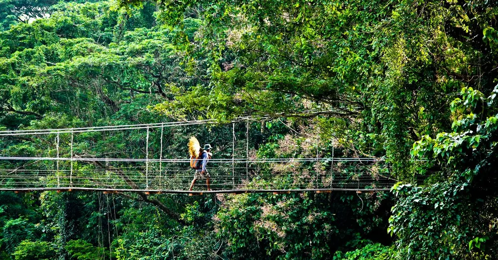 Sentiers de la canopée en Guyane : ponts suspendus et accrobranche pour voir la forêt d'en haut