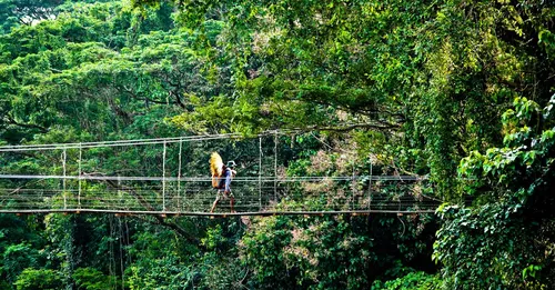 Sentiers de la canopée en Guyane : ponts suspendus et accrobranche pour voir la forêt d'en haut