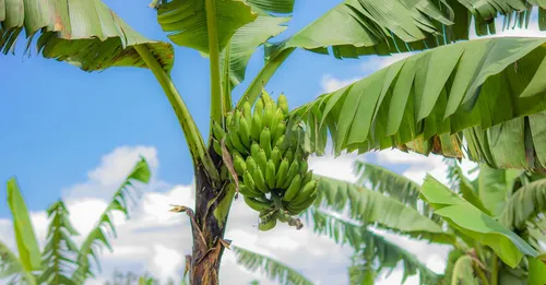 Chlordécone en Martinique : ce que le voyageur doit savoir