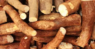 Couac et cassave : tout savoir sur le manioc, base de la table guyanaise