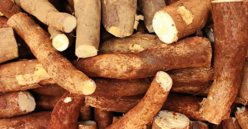 Couac et cassave : tout savoir sur le manioc, base de la table guyanaise
