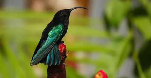 Faune endémique de Martinique : espèces à repérer sur le terrain