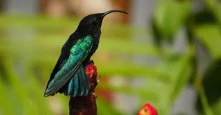 Faune endémique de Martinique : espèces à repérer sur le terrain