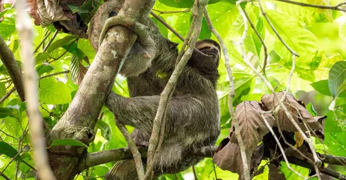 Faune nocturne de Guyane : safari paresseux, jaguars et fourmiliers, le vrai amazonien