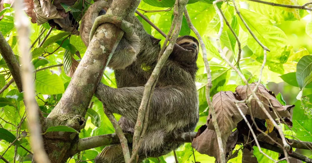 Faune nocturne de Guyane : safari paresseux, jaguars et fourmiliers, le vrai amazonien