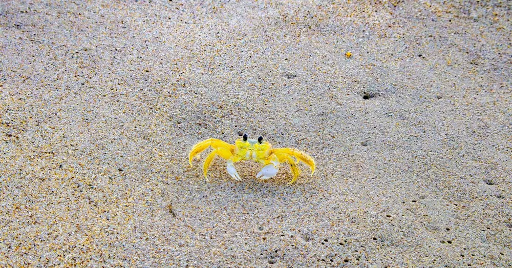 Fête du Crabe à Awala-Yalimapo : calendrier, accès et hébergement
