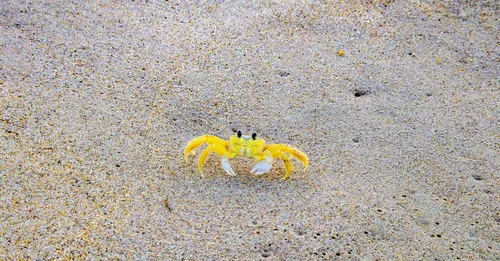 Fête du Crabe à Awala-Yalimapo : calendrier, accès et hébergement