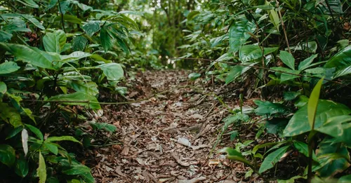 Forêt tropicale en Martinique : randonnées et gommiers du Nord Caraïbe