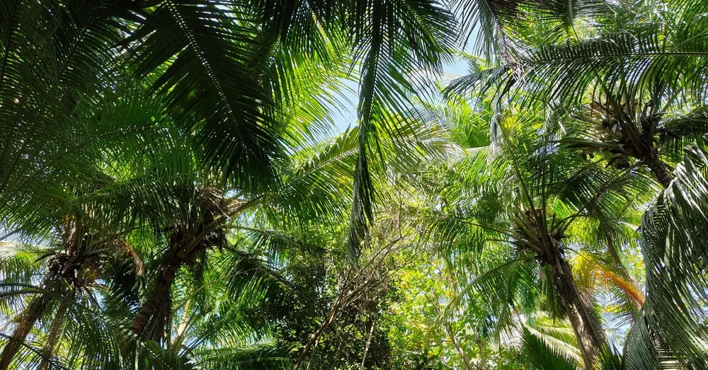 Le Gros-Morne : la Martinique de l'intérieur, rivière et saut Argis