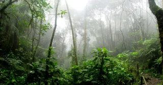 Guyane en saison des pluies : que faire quand il pleut (guide terrain)