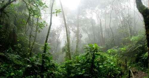 Guyane en saison des pluies : que faire quand il pleut (guide terrain)
