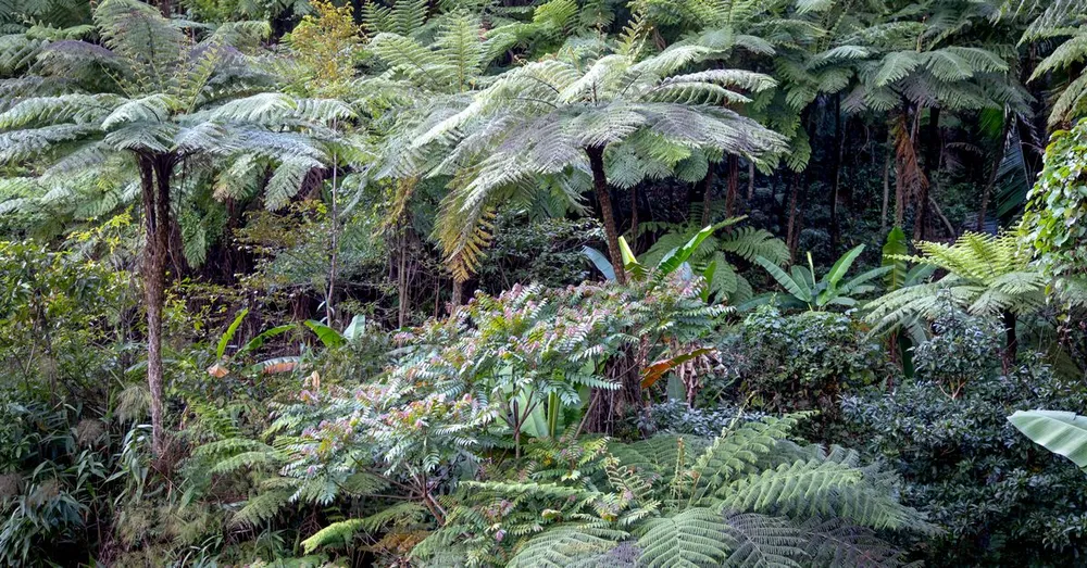 Hôtel pas cher en Guyane : où dormir sans se ruiner (+ alternatives)