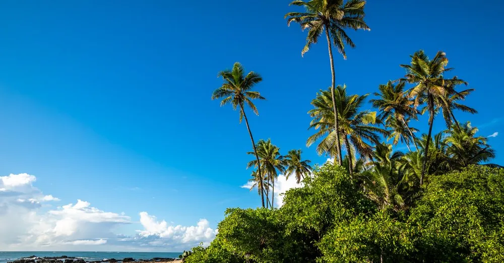 Internet et téléphone en Martinique : forfait et couverture
