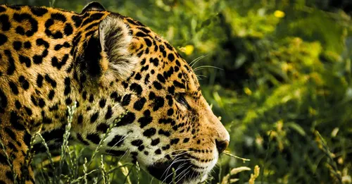Observer le jaguar et la faune amazonienne en Guyane : le guide pour des rencontres éthiques