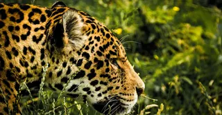 Observer le jaguar et la faune amazonienne en Guyane : le guide pour des rencontres éthiques