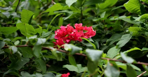 Jardin botanique de Deshaies : visite, tarifs et jardins méconnus de l'île