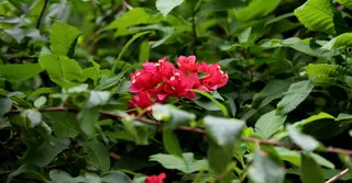 Jardin botanique de Deshaies : visite, tarifs et jardins méconnus de l'île