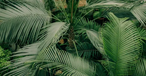 Jardin de Balata : avis terrain, tarifs 2026, horaires et alternatives