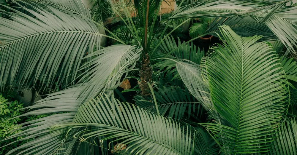 Jardin de Balata : avis terrain, tarifs 2026, horaires et alternatives