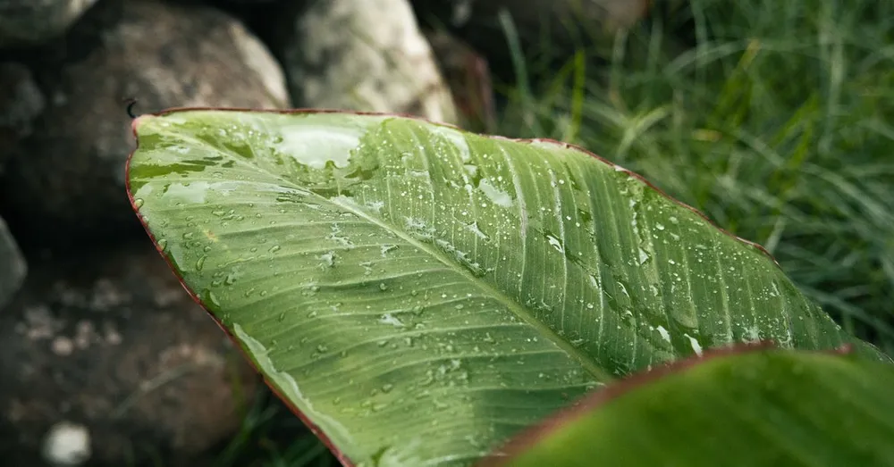 Le Jardin de Balata en Martinique : tarifs, horaires et visite (2026)