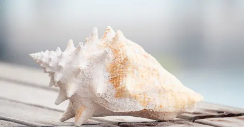 Lambi, chatrou, ouassous : le guide des produits de la mer créoles en Guadeloupe