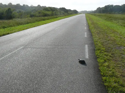 Louer une voiture en Guyane : pièges et conseils de la RN1 à la RN2