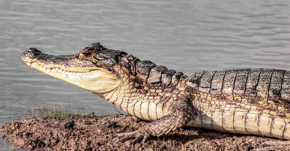 Macouria et Montsinéry : crocodiles, zoo et table de l'Ouest cayennais
