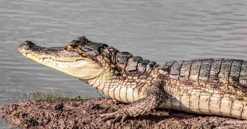 Macouria et Montsinéry : crocodiles, zoo et table de l'Ouest cayennais