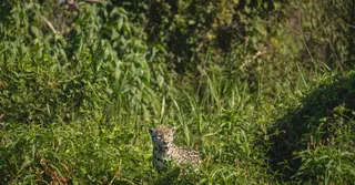 Macouria et le Zoo de Guyane : la faune amazonienne en famille, sans frustration
