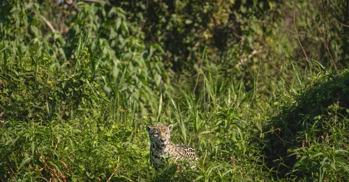 Macouria et le Zoo de Guyane : la faune amazonienne en famille, sans frustration