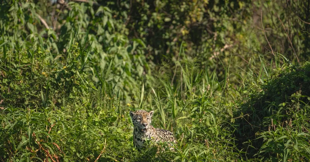 Macouria et le Zoo de Guyane : la faune amazonienne en famille, sans frustration