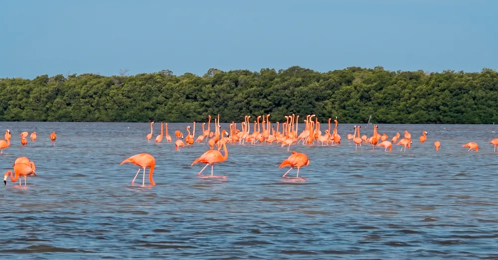 Faune de la mangrove du Grand Cul-de-Sac Marin en kayak