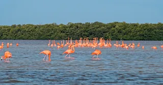 Faune de la mangrove du Grand Cul-de-Sac Marin en kayak