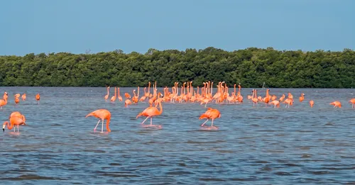 Faune de la mangrove du Grand Cul-de-Sac Marin en kayak