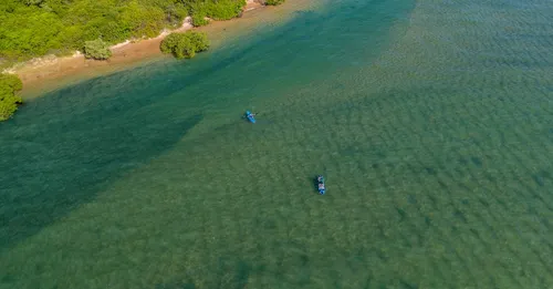 Mangrove de la baie de Génipa en kayak transparent : guide d'exploration entre Ducos et Rivière-Salée