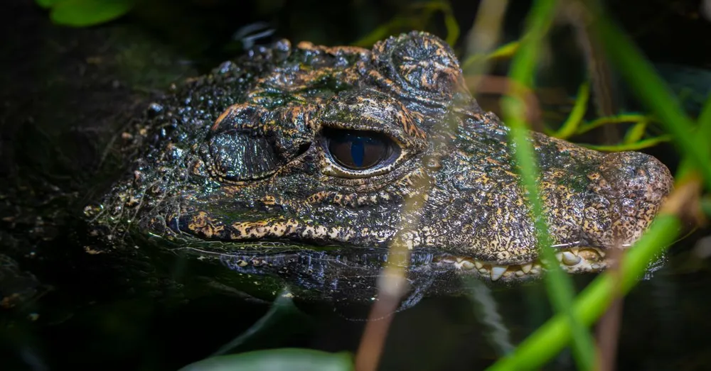 Marais de Kaw en Guyane : safari nocturne caïmans noirs et oiseaux au coucher du soleil