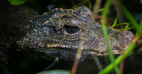 Marais de Kaw en Guyane : safari nocturne caïmans noirs et oiseaux au coucher du soleil