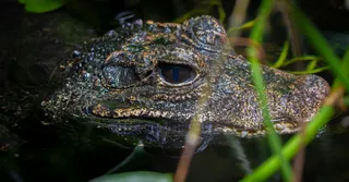 Marais de Kaw en Guyane : safari nocturne caïmans noirs et oiseaux au coucher du soleil