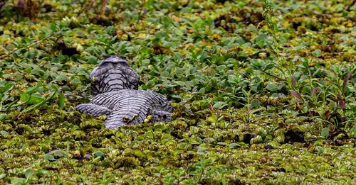 Le marais de Kaw en Guyane : visite, animaux et tarifs (2026)