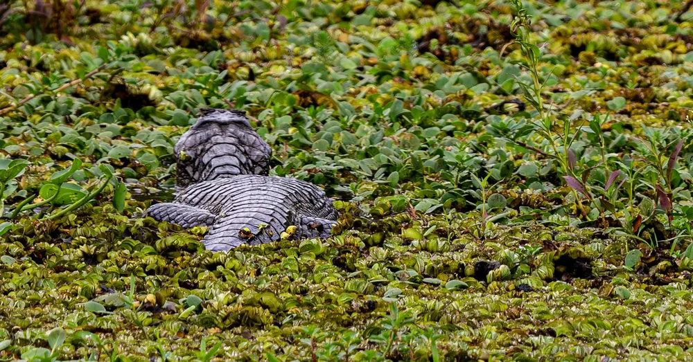 Le marais de Kaw en Guyane : visite, animaux et tarifs (2026)