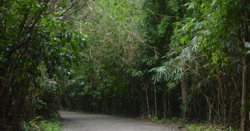 Mont Grand Matoury : randonnée et sentiers aux portes de Cayenne