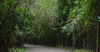 Mont Grand Matoury : randonnée et sentiers aux portes de Cayenne