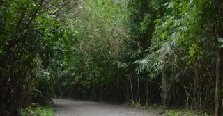 Mont Grand Matoury : randonnée et sentiers aux portes de Cayenne