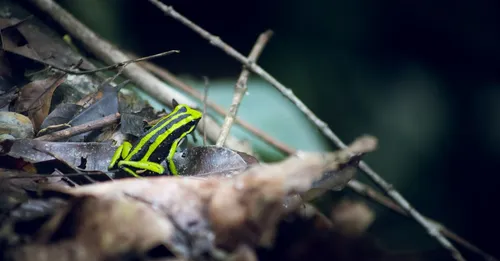 Montagne de Kaw : le sentier des cascades pour photographier les grenouilles dendrobates